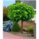 CATALPA KATALPA na pniu kulista szczepiona - sadzonki 70 / 90 cm